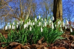 This is how snowdrops appeared in the snow, signaling the arrival of spring. - Vista previa